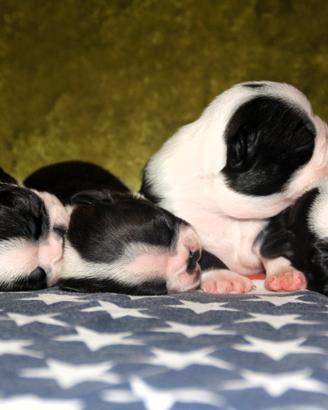 Cuccioli Boston Terrier Roma