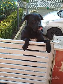 Cane corso