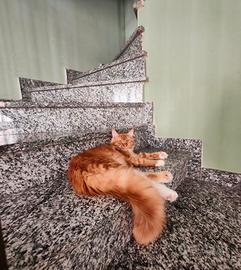 Main coon femmine