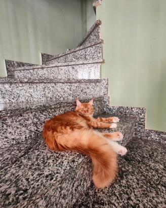 Main coon femmine