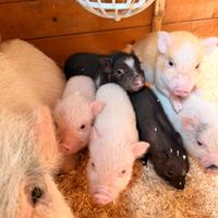 Maialini nani razza Mini Pig juliana