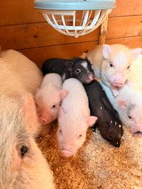 Maialini nani razza Mini Pig juliana