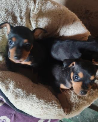 Pinscher cuccioli