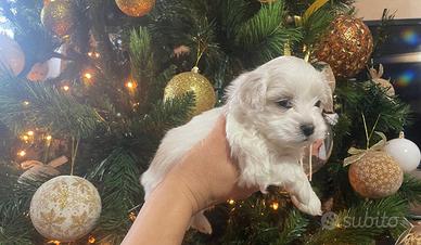 Cuccioli di Maltese
