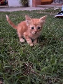 Gattino maschio