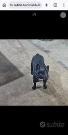 Bulldog francese