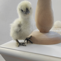 MARANS nero ramato e Moroseta Galline ornamentali