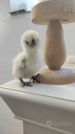 MARANS nero ramato e Moroseta Galline ornamentali