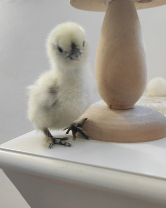 MARANS nero ramato e Moroseta Galline ornamentali