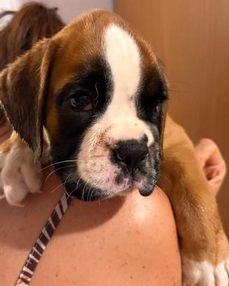 Cucciolo boxer