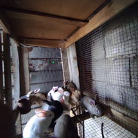 Conigli giganti - coniglietti