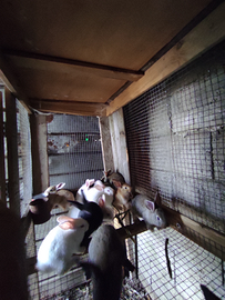 Conigli giganti - coniglietti