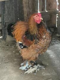 Gallo brahma ornamentale millefiori