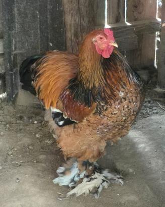 Gallo brahma ornamentale millefiori