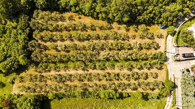 Rif.607| terreno agricolo muggia