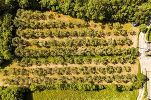 Rif.607| terreno agricolo muggia