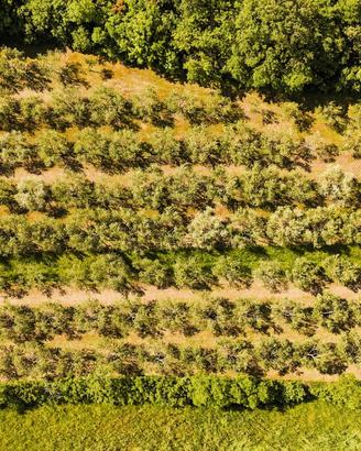 Rif.607| terreno agricolo muggia
