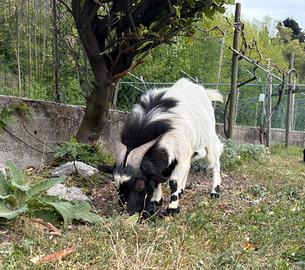 Capra maschio nana