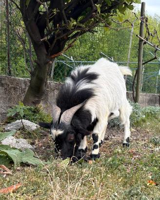 Capra maschio nana