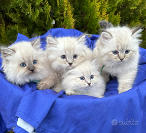 Siberiani Neva Masquerade