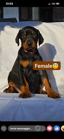 Dobermann