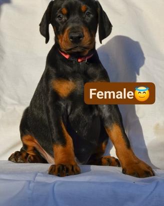 Dobermann