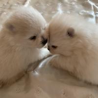 Cuccioli Spitzs tedesco nano Pomerania