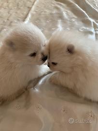 Cuccioli Spitzs tedesco nano Pomerania