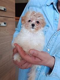 Maltipoo mini toy piccolissimo