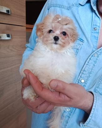 Maltipoo mini toy piccolissimo