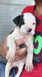 Amstaff