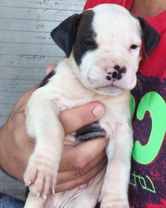 Amstaff