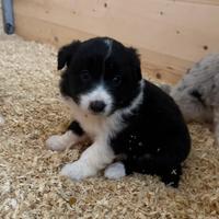 Border collie