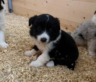 Border collie