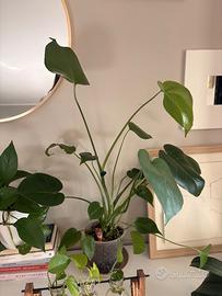 Monstera