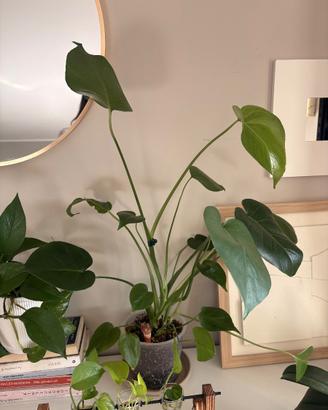 Monstera