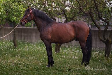 Castrone PRE da dressage