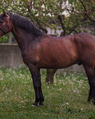 Castrone PRE da dressage