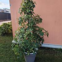 Schaefflera 15 anni