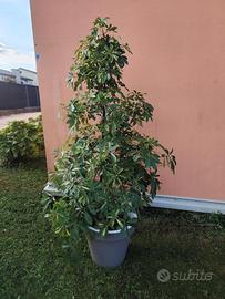 Schaefflera 15 anni