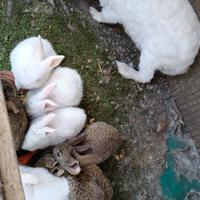 Conigli e coniglietti