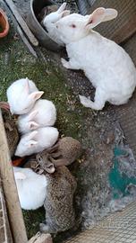 Conigli e coniglietti