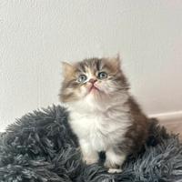 Cucciolo di Persiano Doll face