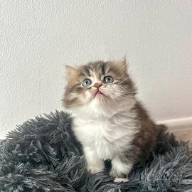 Cucciolo di Persiano Doll face