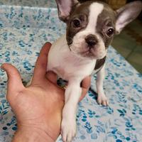 Bulldog francese