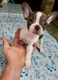 Bulldog francese