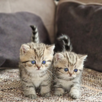 British shorthair Femmina Golden