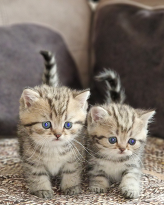 British shorthair e longhair