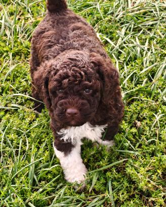 Lagotto Romagnolo Cuccioli con Pedigree