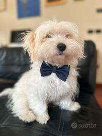 Maltipoo maschio disponibile per accoppiamento